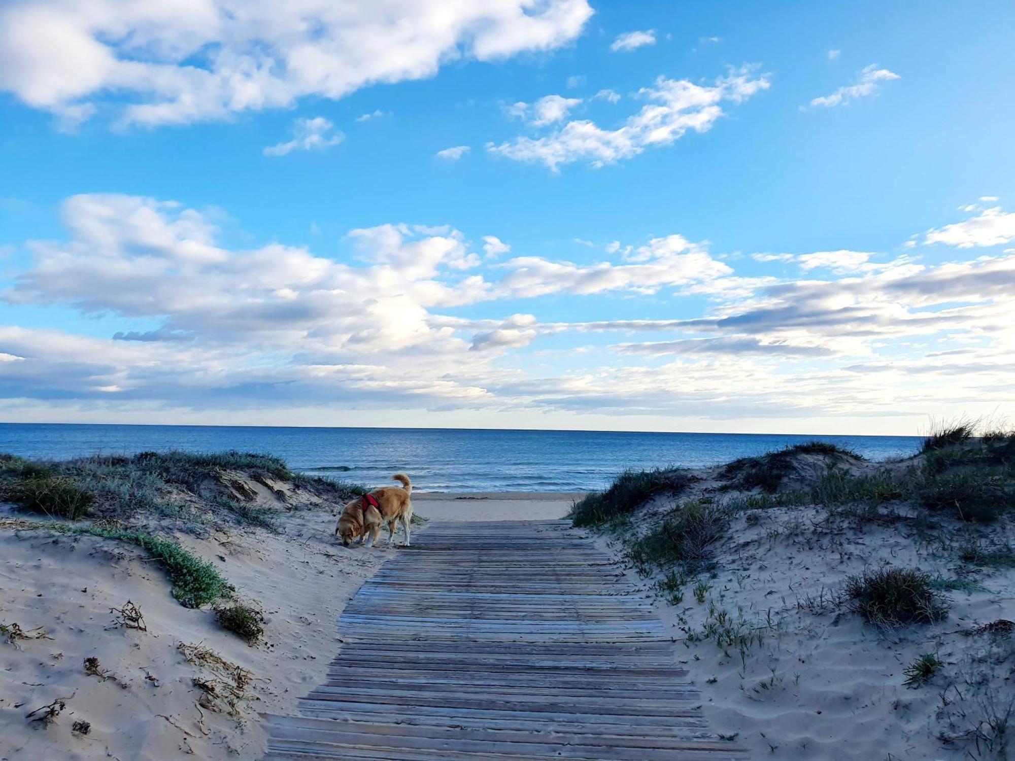 Apartamento Con Piscina En Oliva Nova エクステリア 写真
